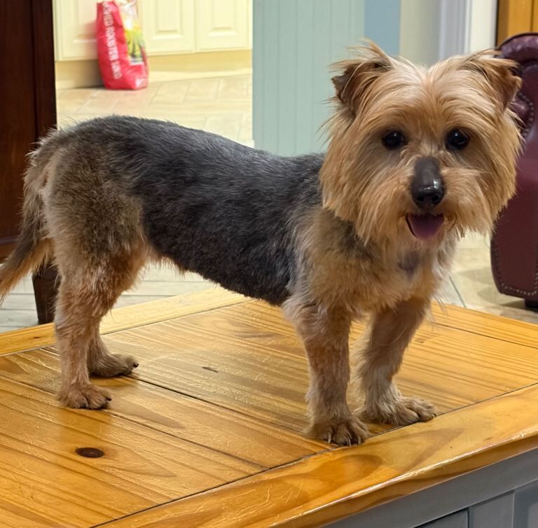 Beautiful Yorkshire Terrier