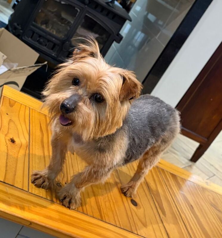 Beautiful Yorkshire Terrier - Image 2 of 3