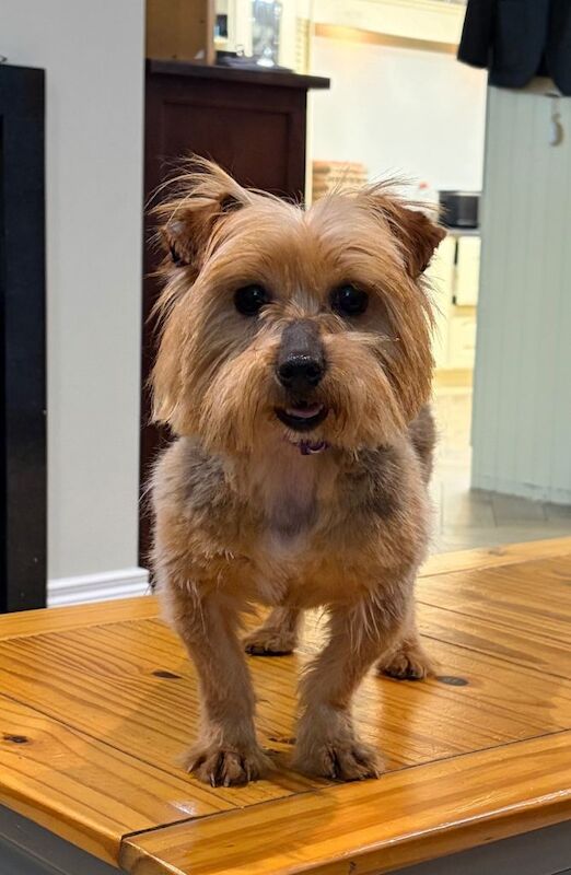 Beautiful Yorkshire Terrier - Image 3 of 3