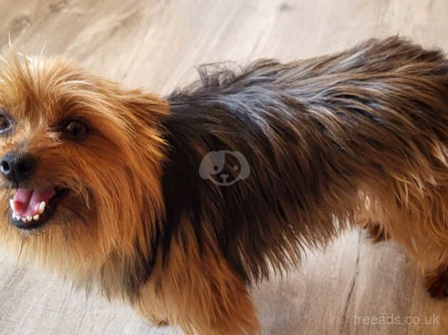 Beautiful Yorkshire Terrier adult female for sale in Swindon, Staffordshire