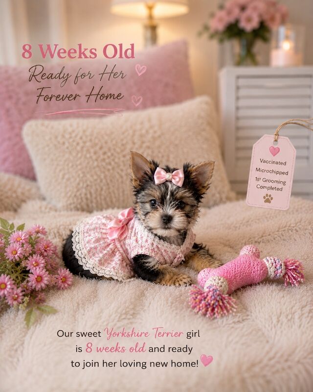 Beautiful Yorkshire Terrier Biewer Girl Available