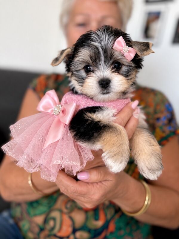 Beautiful Yorkshire Terrier Biewer Girl Available - Image 2 of 15