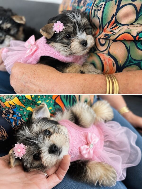 Beautiful Yorkshire Terrier Biewer Girl Available - Image 5 of 15