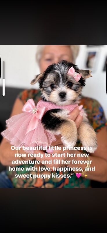 Beautiful Yorkshire Terrier Biewer Girl Available - Image 6 of 15