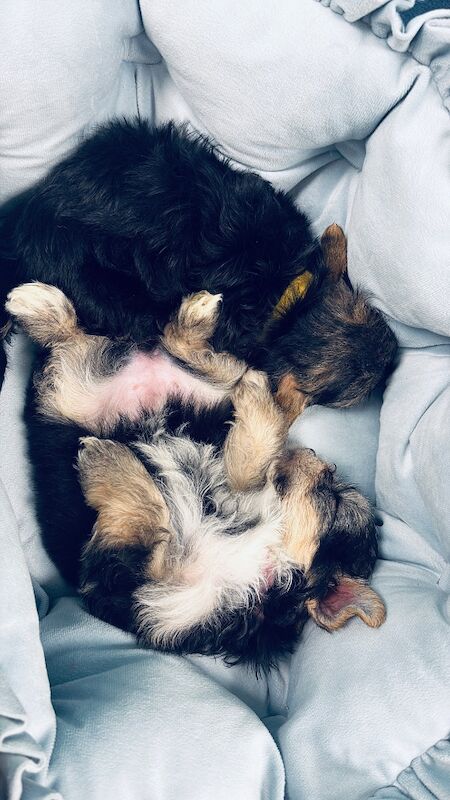 Beautiful Yorkshire Terrier Biewer Girl Available - Image 7 of 15