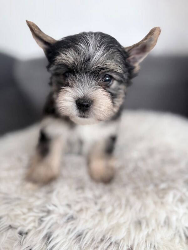 Beautiful Yorkshire Terrier Biewer Girl Available - Image 8 of 15