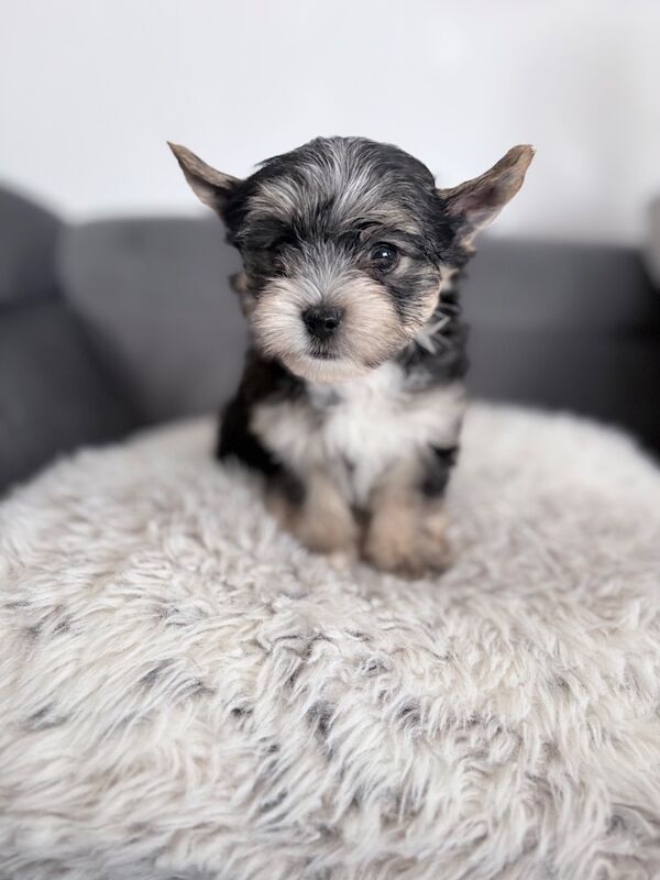 Beautiful Yorkshire Terrier Biewer Girl Available - Image 9 of 15