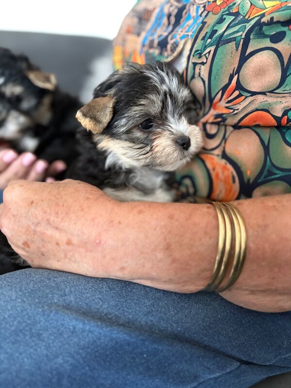 Beautiful Yorkshire Terrier Biewer Girl Available - Image 10 of 15
