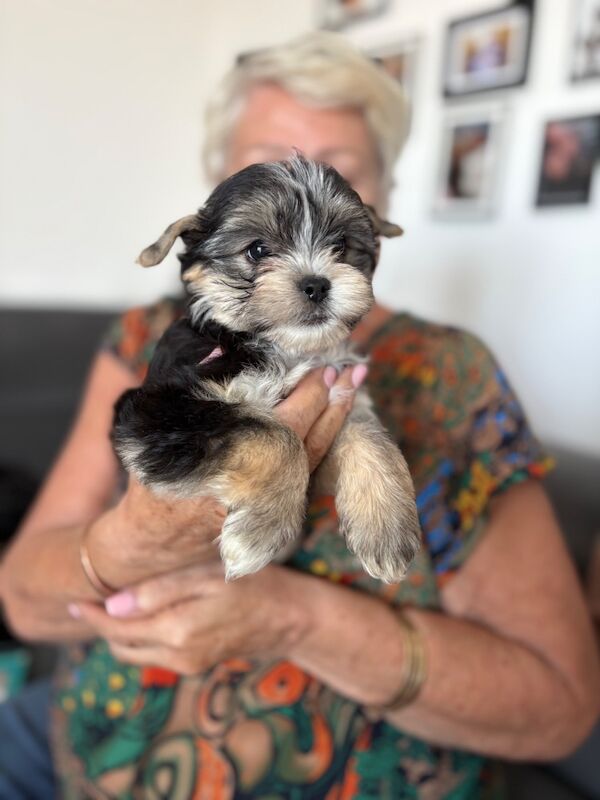 Beautiful Yorkshire Terrier Biewer Girl Available - Image 11 of 15