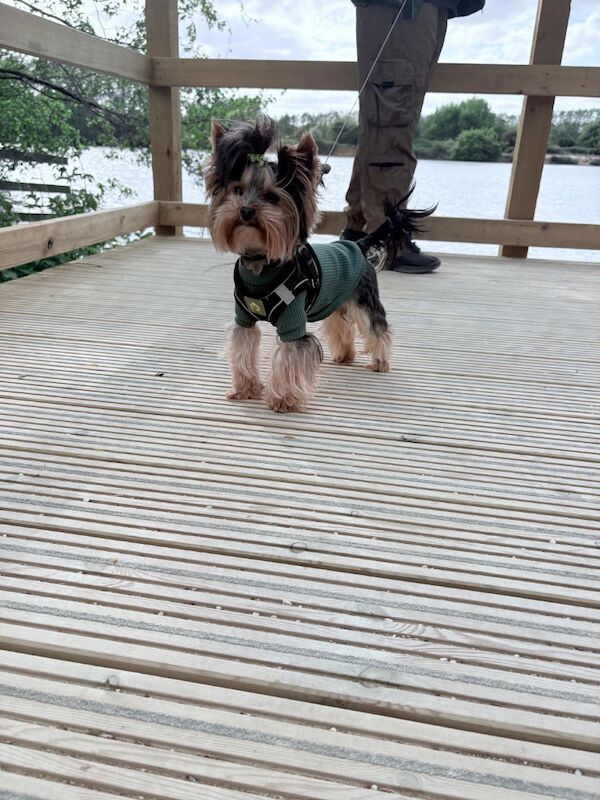 Beautiful Yorkshire Terrier Biewer Girl Available - Image 15 of 15