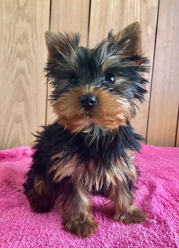 Yorkshire Terrier puppies for sale in Gomersal, West Yorkshire – KC registered, 4 months old