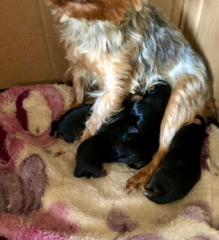 Yorkshire Terrier puppies for sale in Gomersal, West Yorkshire – KC registered, 4 months old - Image 2 of 3