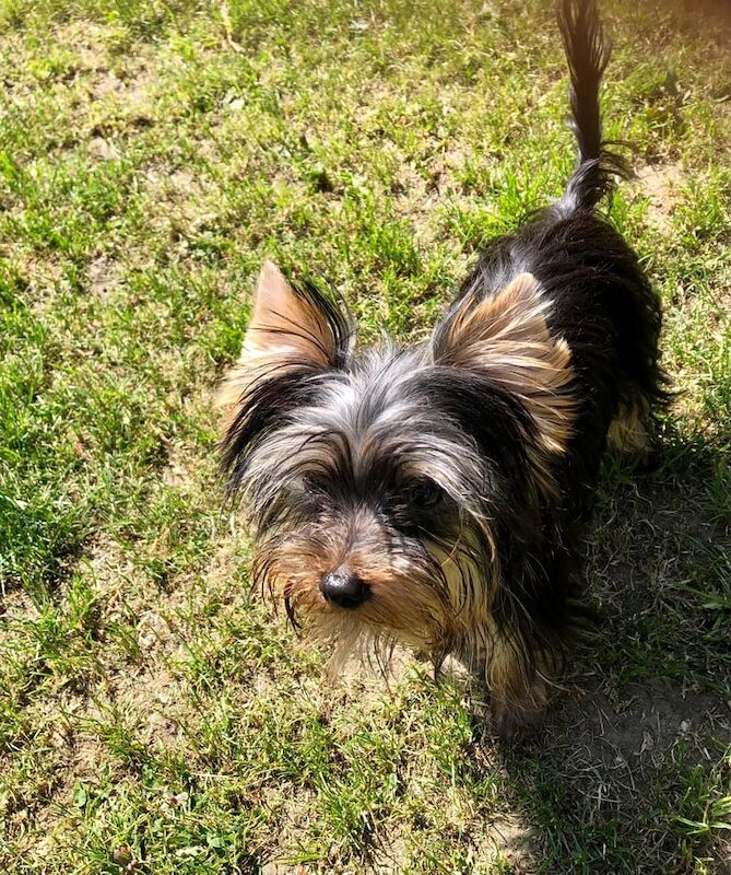 Yorkshire Terrier puppies for sale in Gomersal, West Yorkshire – KC registered, 4 months old - Image 3 of 3