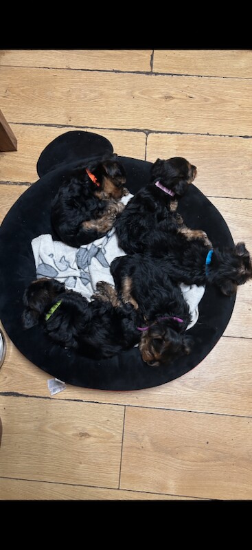 Yorkie Puppies For Sale