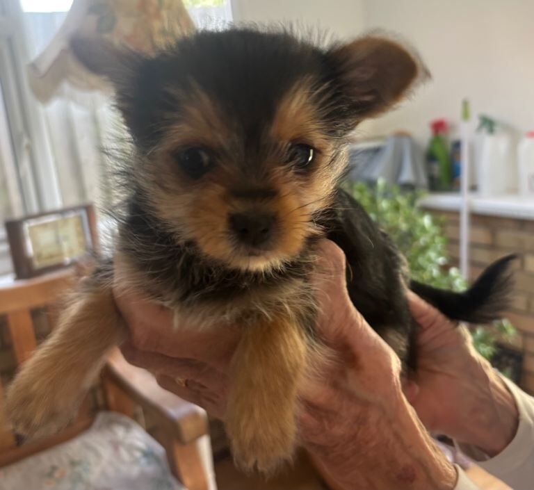 Yorkie Puppies For Sale