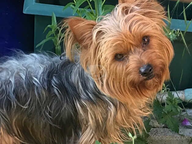 Beautiful Yorkshire terrier for sale in Sutton, Sutton, Greater London