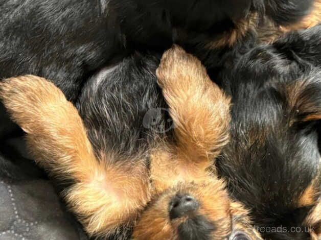 Beautiful Yorkshire Terrier for sale in Witney, Oxfordshire