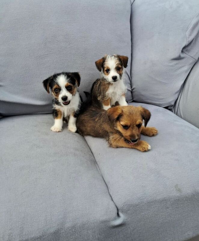 Yorkshire Terrier puppies for sale in Crofton, West Yorkshire – 8 weeks old