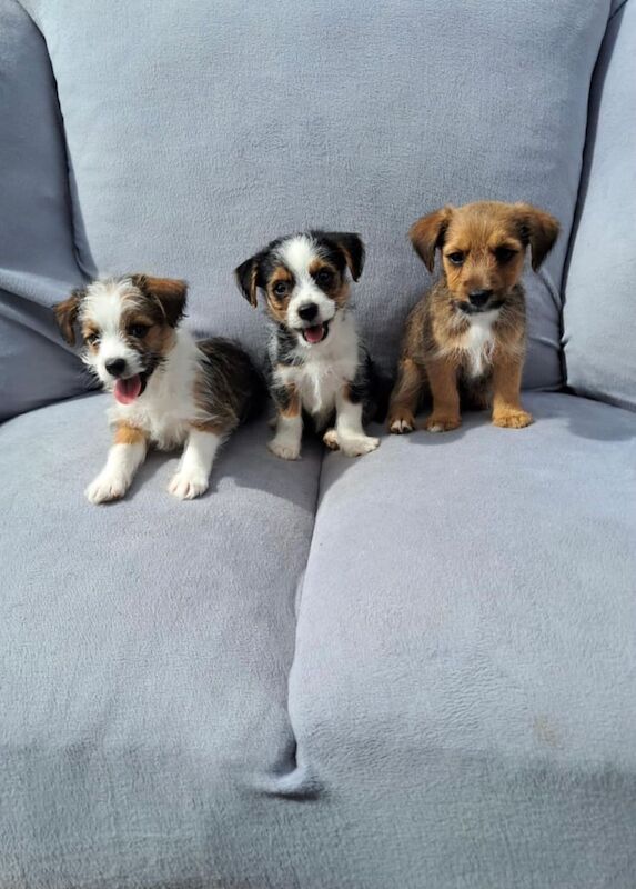Yorkshire Terrier puppies for sale in Crofton, West Yorkshire – 8 weeks old - Image 2 of 3