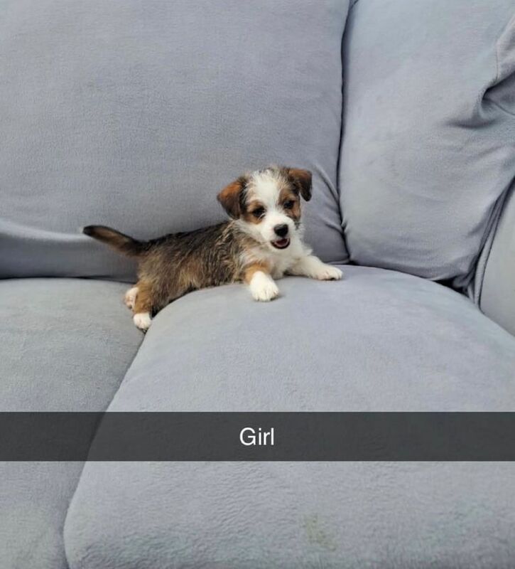 Yorkshire Terrier puppies for sale in Crofton, West Yorkshire – 8 weeks old - Image 3 of 3