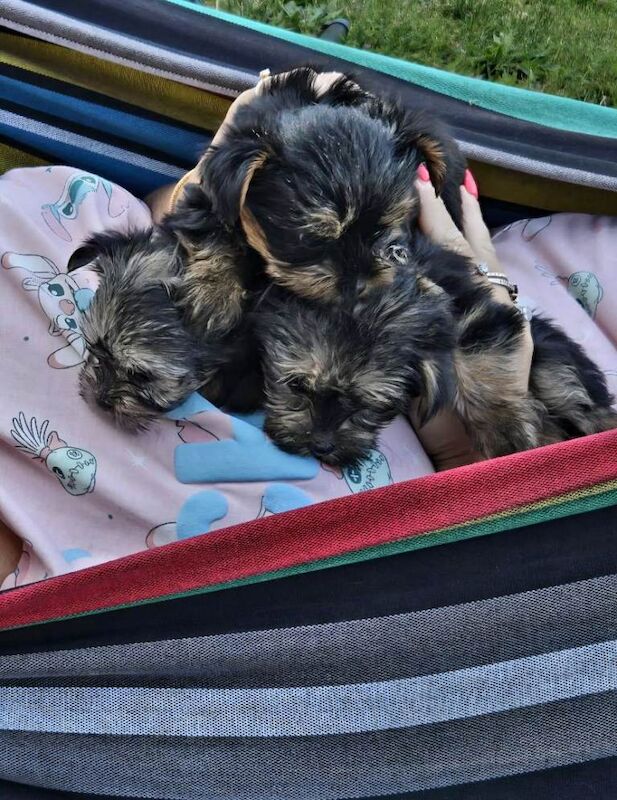 Beautiful Yorkshire Terrier Puppies – 3 Females Available ️