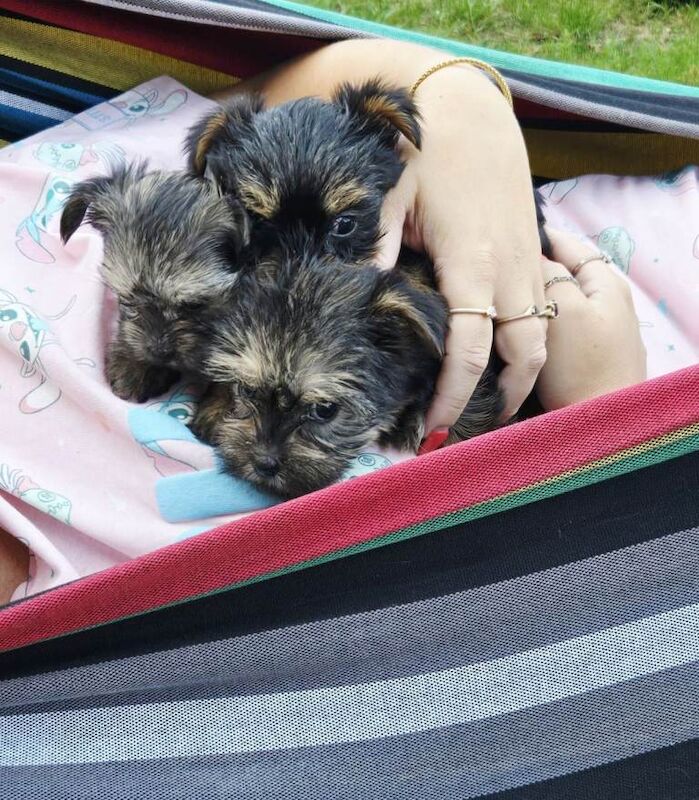 Beautiful Yorkshire Terrier Puppies – 3 Females Available ️ - Image 2 of 4