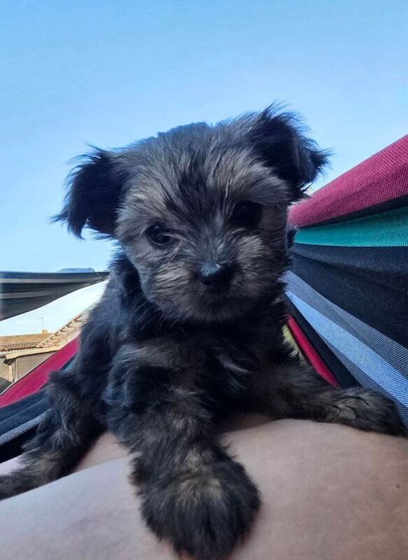 Beautiful Yorkshire Terrier Puppies – 3 Females Available ️ - Image 3 of 4