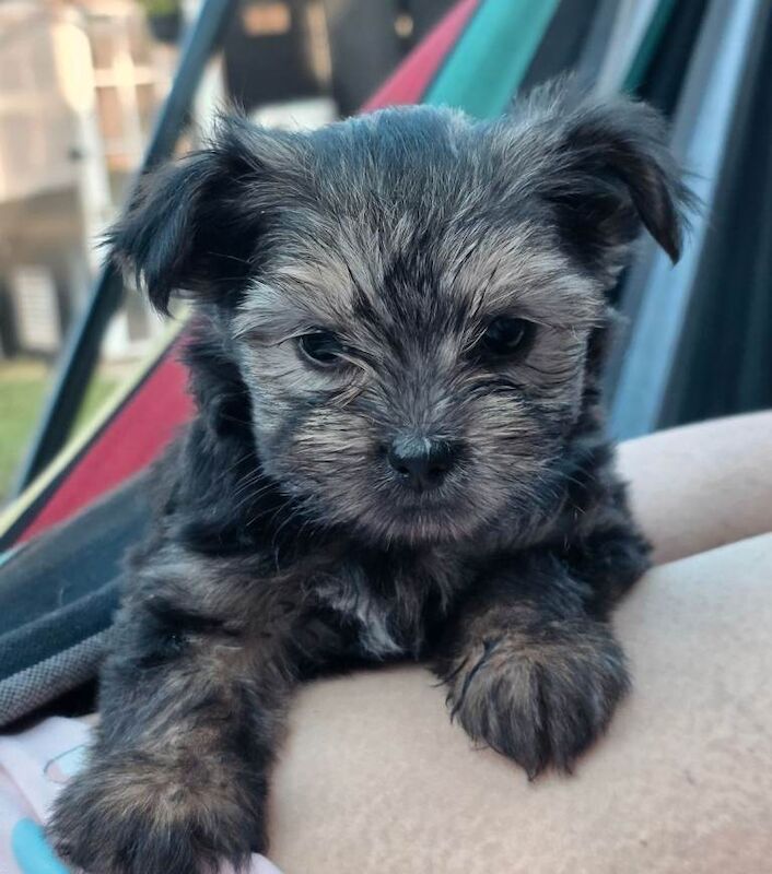 Beautiful Yorkshire Terrier Puppies – 3 Females Available ️ - Image 4 of 4