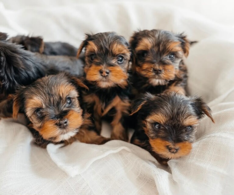 Beautiful Yorkshire Terrier Puppies 4 boys and 2 Girls