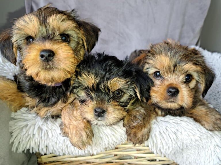 Yorkshire Terrier puppies for sale in Craigavon, County Armagh – 7 weeks old