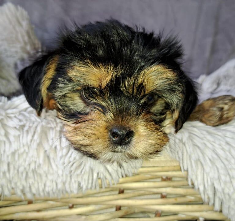 Yorkshire Terrier puppies for sale in Craigavon, County Armagh – 7 weeks old - Image 2 of 3