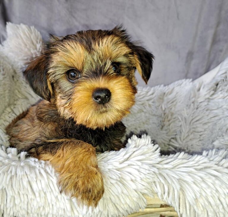Yorkshire Terrier puppies for sale in Craigavon, County Armagh – 7 weeks old - Image 3 of 3