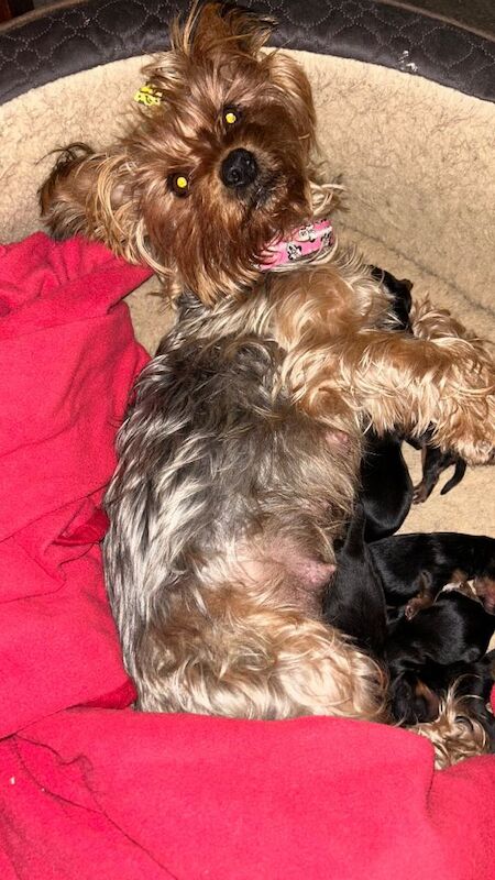 Yorkshire Terrier puppies for sale in Great Yarmouth, Norfolk – 7 weeks old