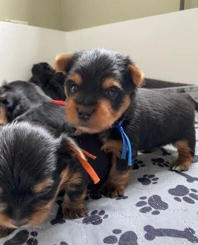 Yorkshire Terrier puppies for sale in Northamptonshire – 6 weeks old