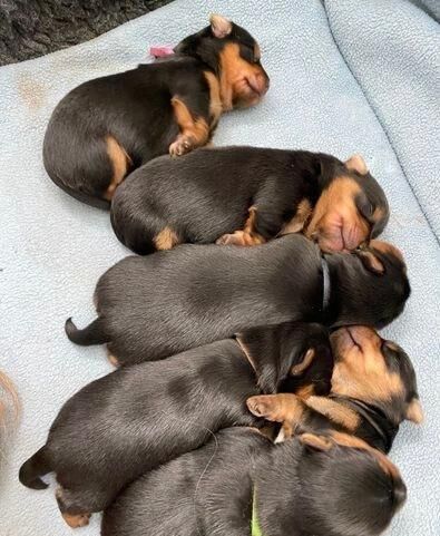Yorkshire Terrier puppies for sale in Northamptonshire – 6 weeks old - Image 3 of 3