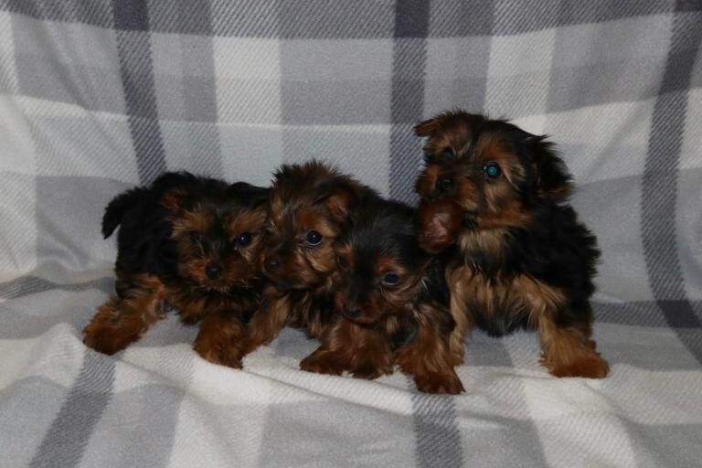 Yorkshire Terrier puppies for sale in Horsham, West Sussex – 8 weeks old