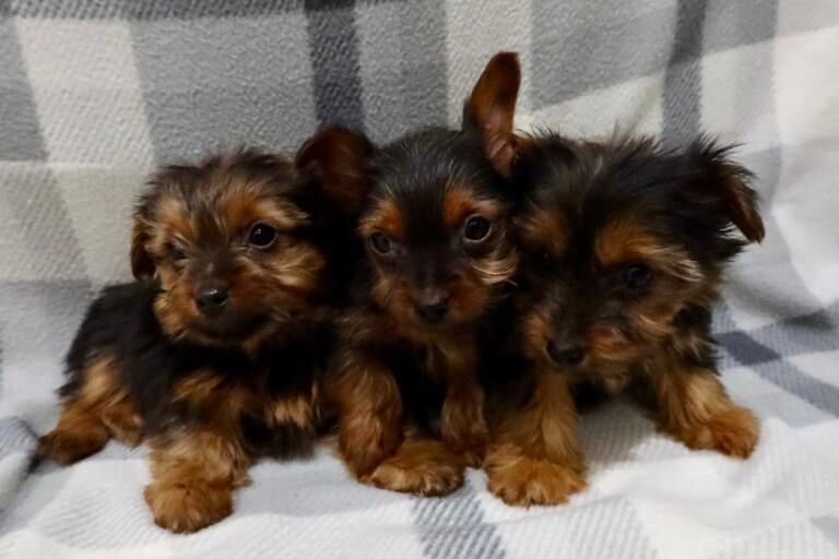 Yorkshire Terrier puppies for sale in Horsham, West Sussex – 8 weeks old - Image 2 of 4