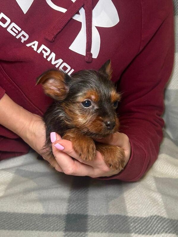 Yorkshire Terrier puppies for sale in Horsham, West Sussex – 8 weeks old - Image 3 of 4