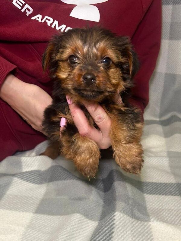 Yorkshire Terrier puppies for sale in Horsham, West Sussex – 8 weeks old - Image 4 of 4