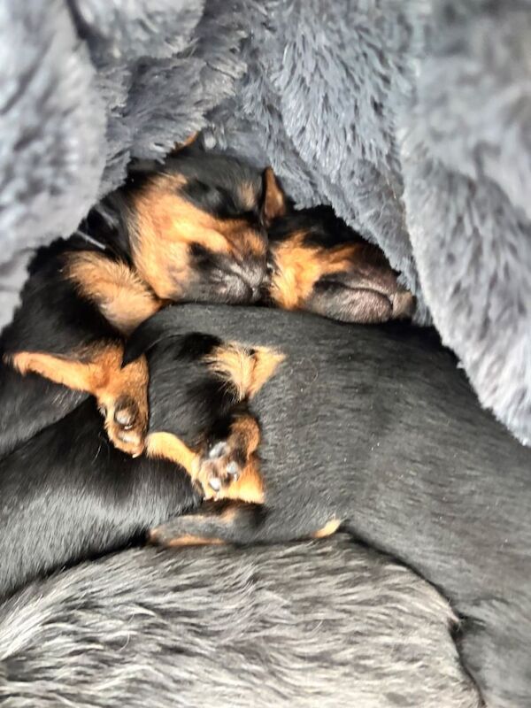 Beautiful Yorkshire terrier puppies