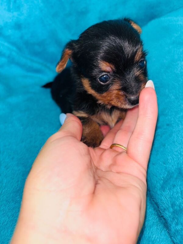 Beautiful Yorkshire terrier puppies - Image 2 of 5