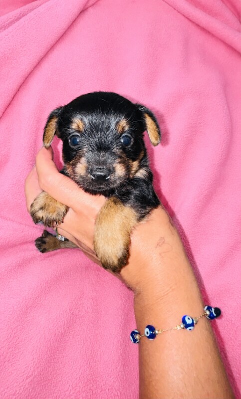 Beautiful Yorkshire terrier puppies - Image 3 of 5