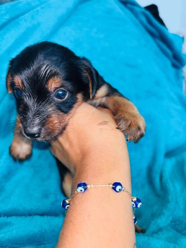 Beautiful Yorkshire terrier puppies - Image 4 of 5