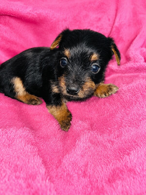 Beautiful Yorkshire terrier puppies - Image 5 of 5
