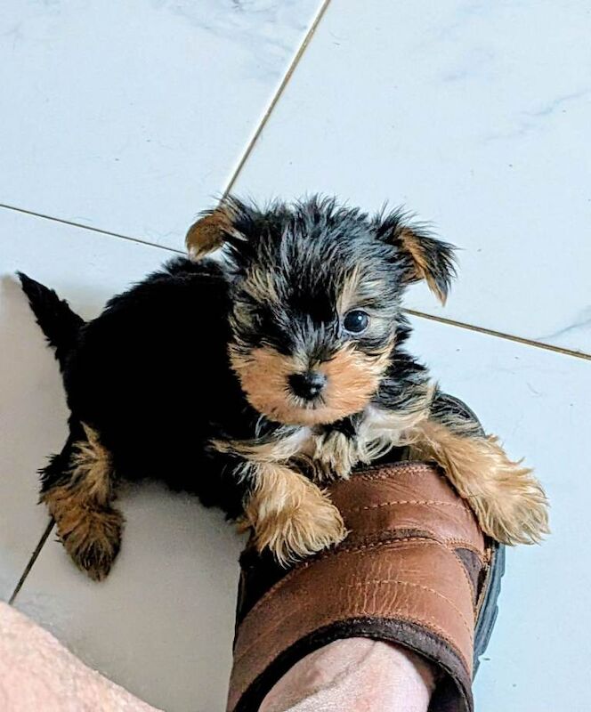 Beautiful Yorkshire Terrier Puppies - Image 3 of 5