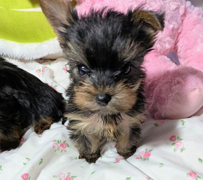 Beautiful Yorkshire Terrier Puppies - Image 4 of 5