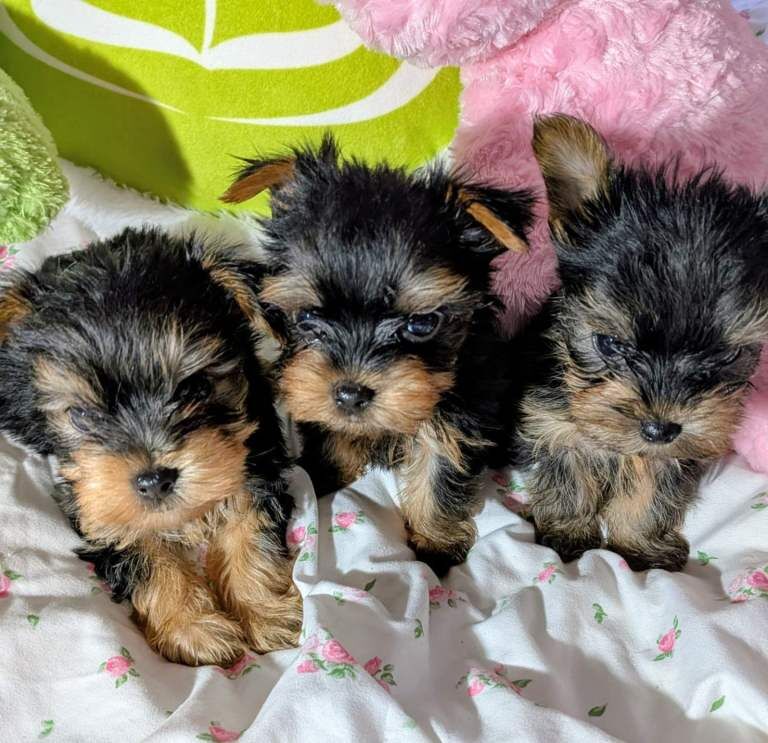 Beautiful Yorkshire Terrier Puppies - Image 5 of 5