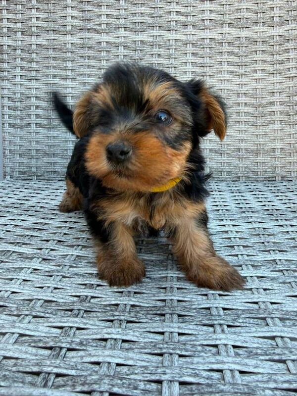 Beautiful Yorkshire terrier puppies