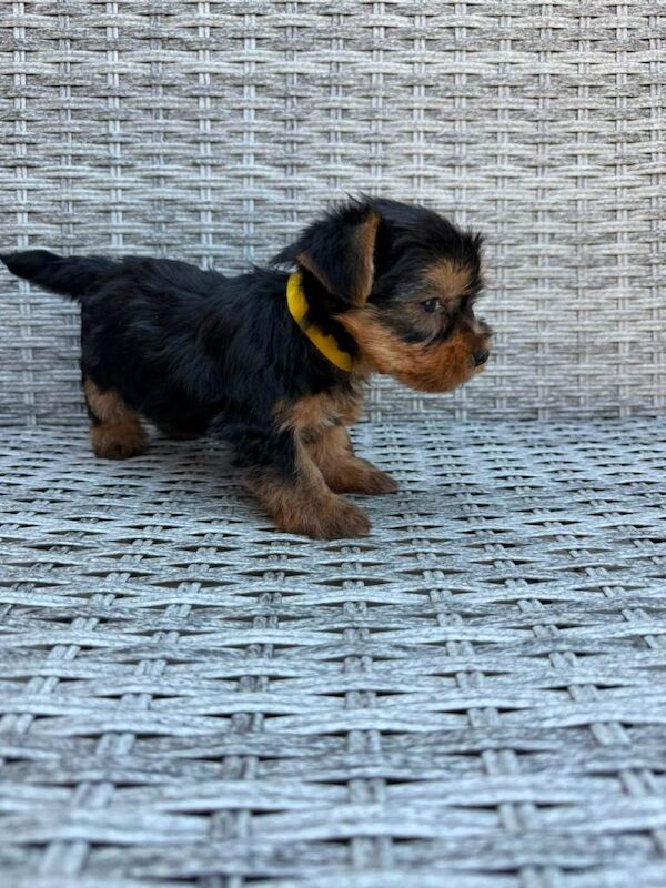 Beautiful Yorkshire terrier puppies - Image 2 of 6