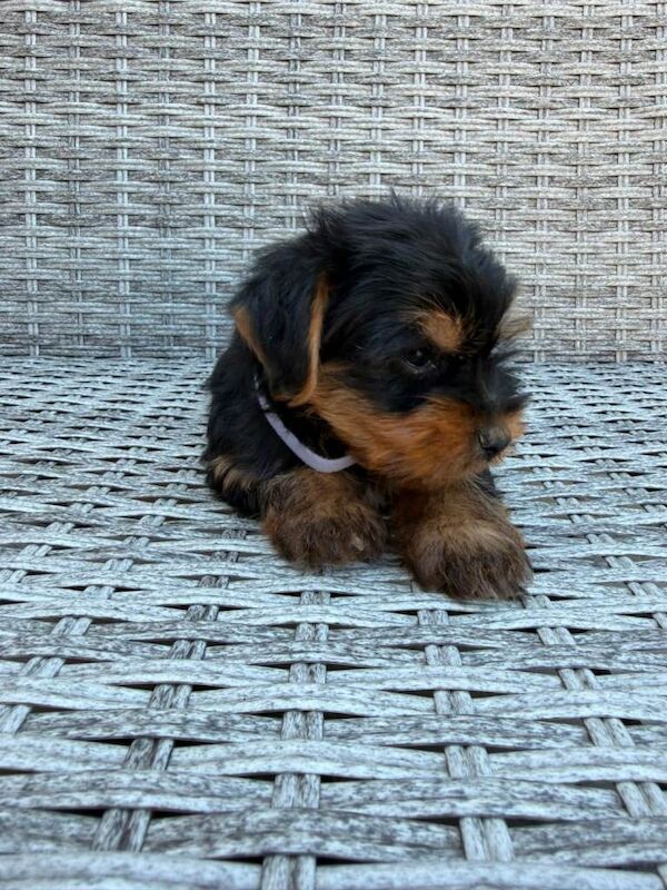 Beautiful Yorkshire terrier puppies - Image 3 of 6